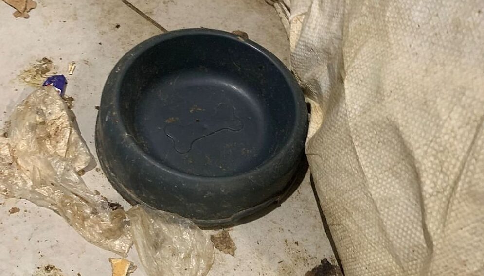 Psy porzucone w mieszkaniu