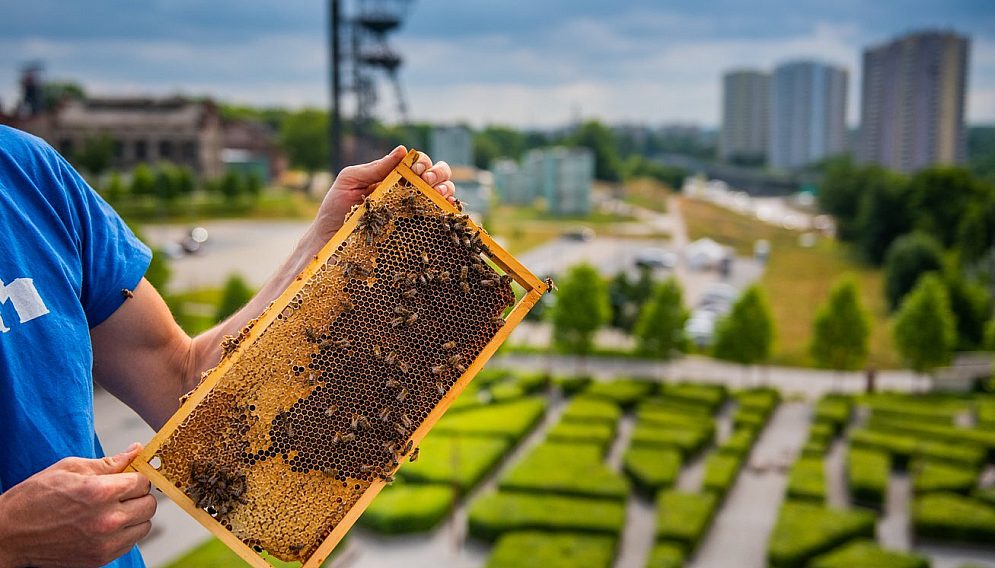 Pszczoly NOSPR fot Radoslaw Kazmierczak