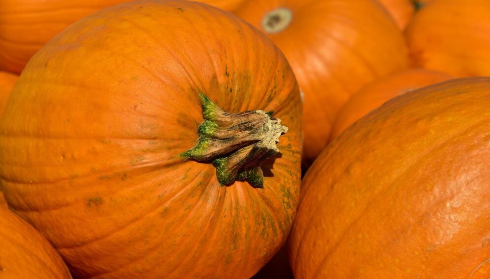 Pumpkin 3636243 1920 01