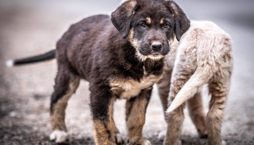 Puppies 4157347 1920