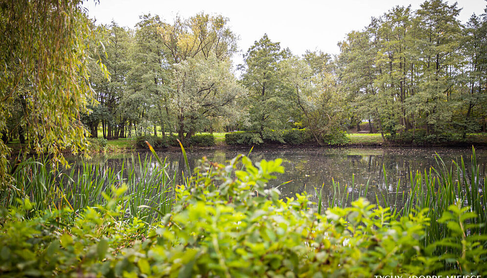 Rewitalizacja parku łabedzi