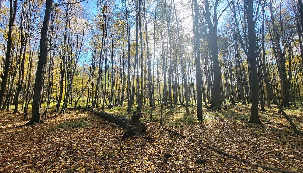 Rezerwat przyrody w kochanowicach