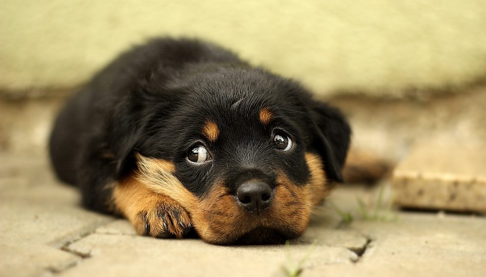 Rottweiler gb093df005 1920