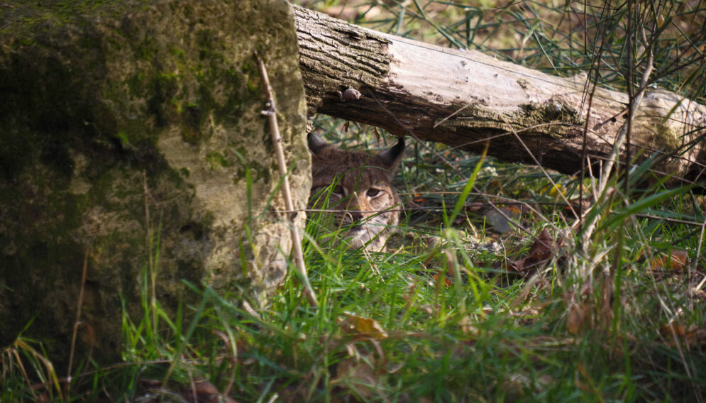 Rysica euroazjatycka