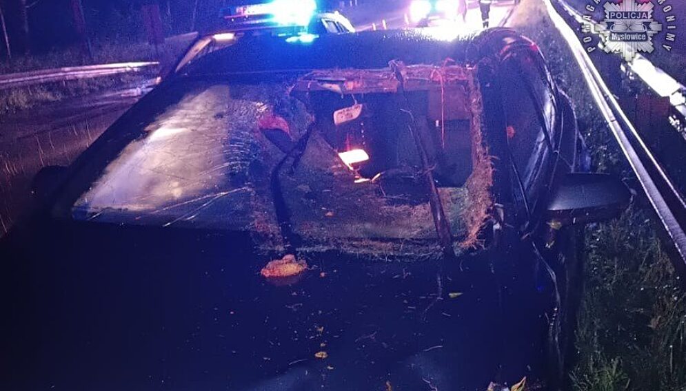 S1 zderzenie z łosiem