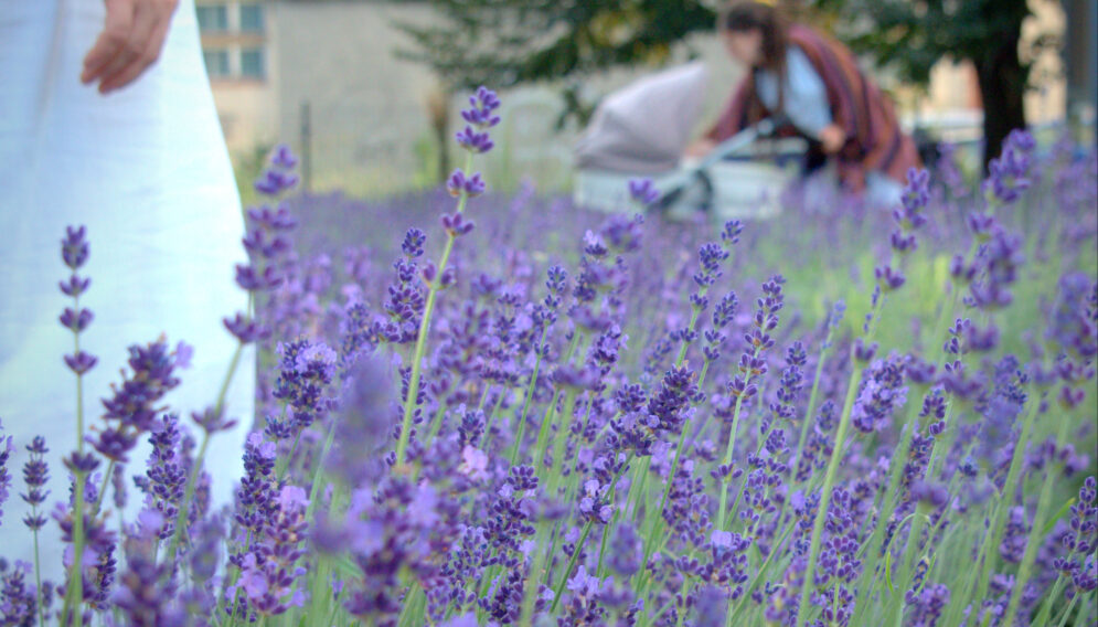 Sadzenie lawendy w katowicach