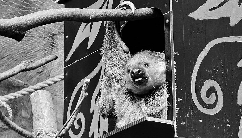 Samica leniwca zoo chorzow