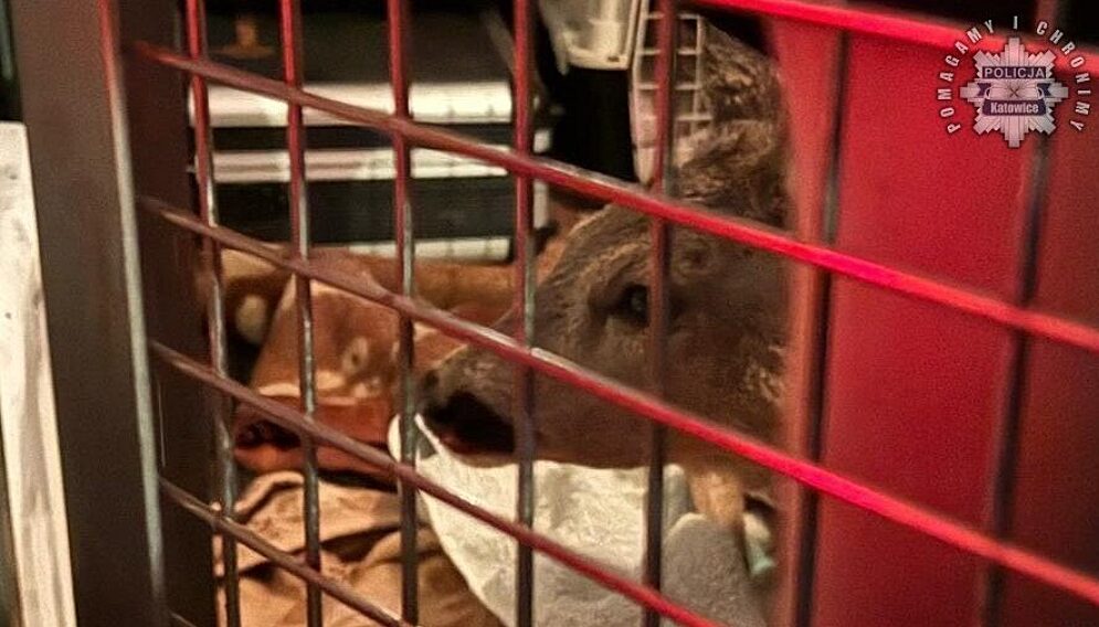 Sarna uratowana w katowicach