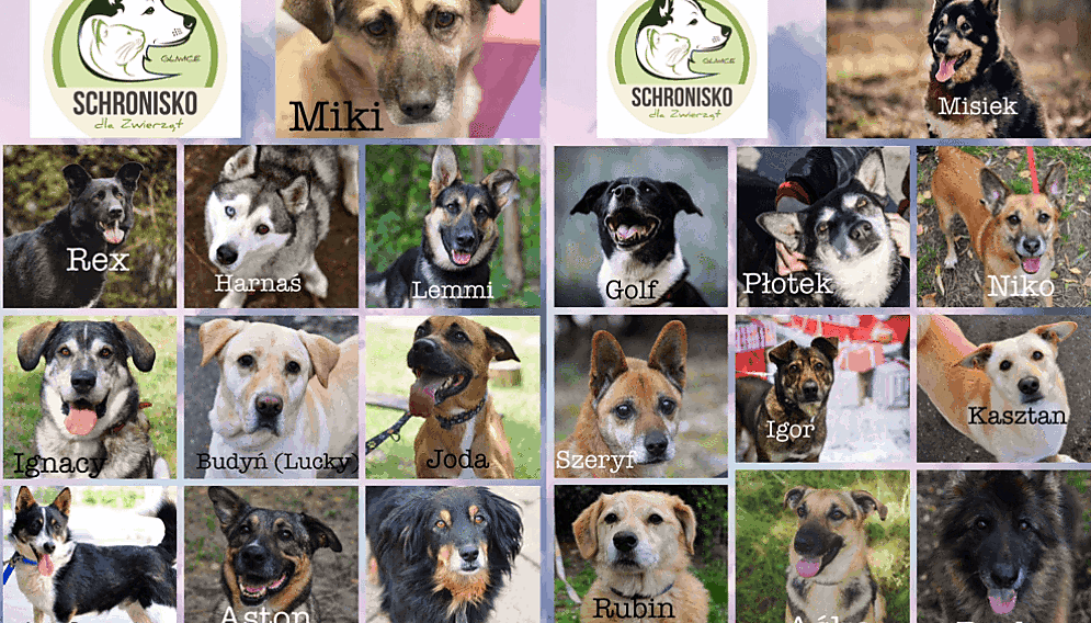 Schronisko dla zwierzat w gliwicach