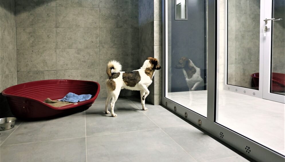 Schronisko w gliwicach