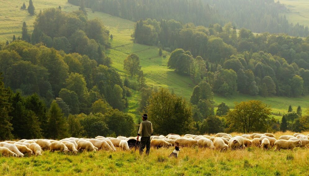 Sheep 690198 1920