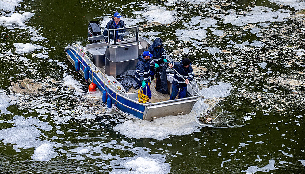 Sniete ryby dzierzno