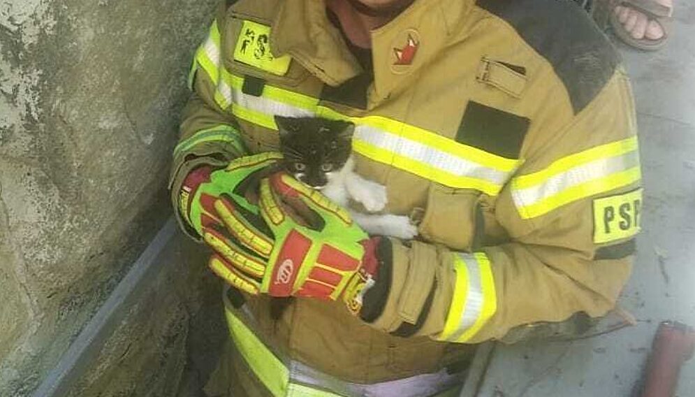 Strazacy uwolnili kotka