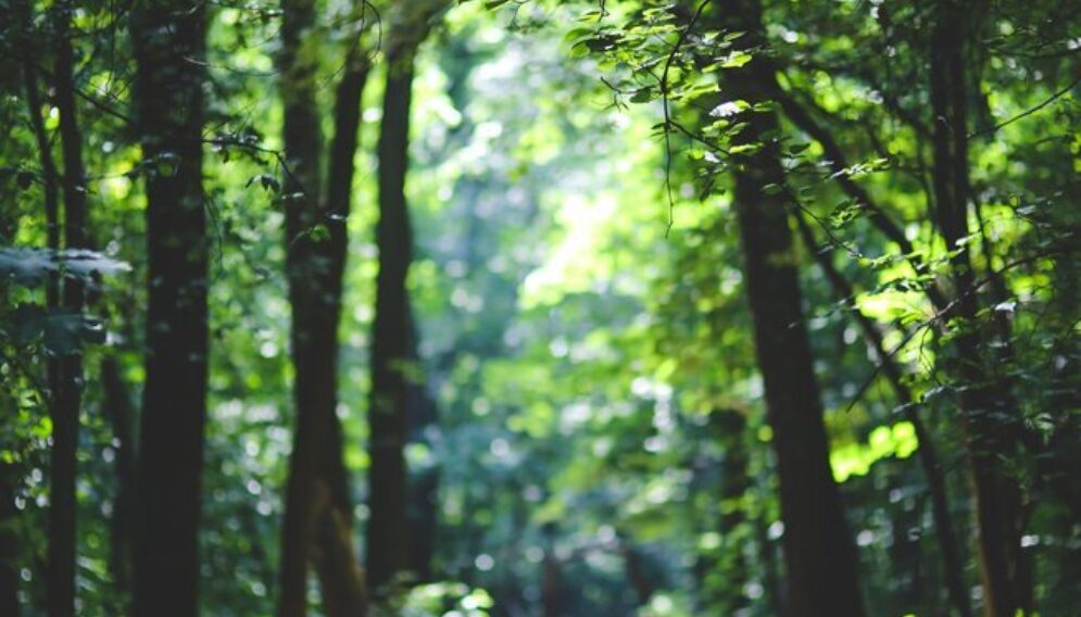 The path among the trees 6037
