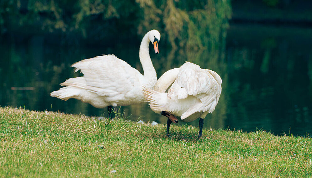 Wodzislawskie łabedzie