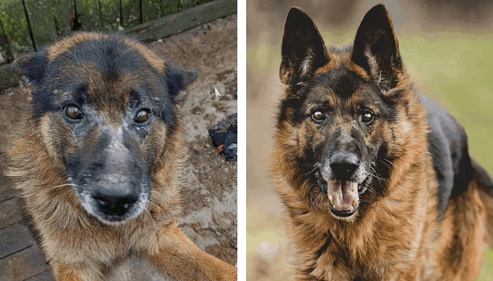 Wyrok za znecanie sie nad psem