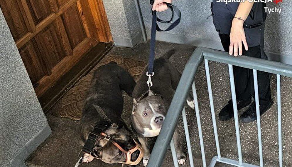 Zaniedbane psy tychy