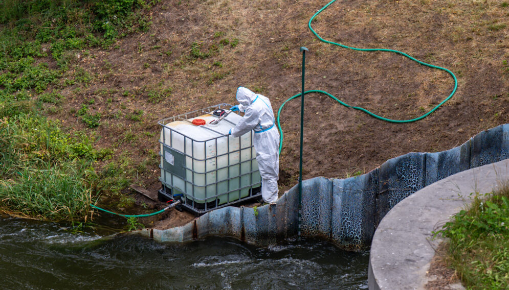 Zlota alga kłodnica