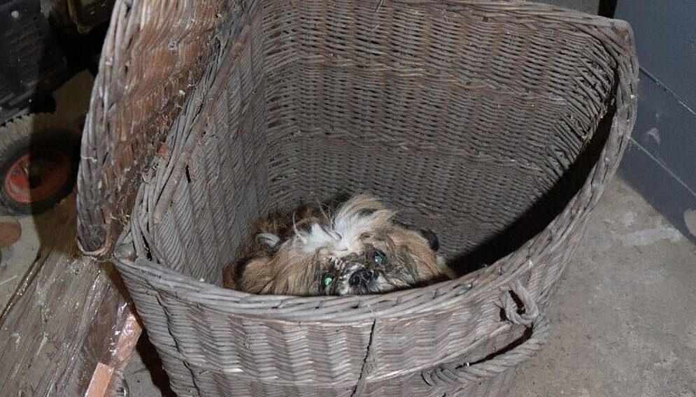 Znecanie sie nad psami 1