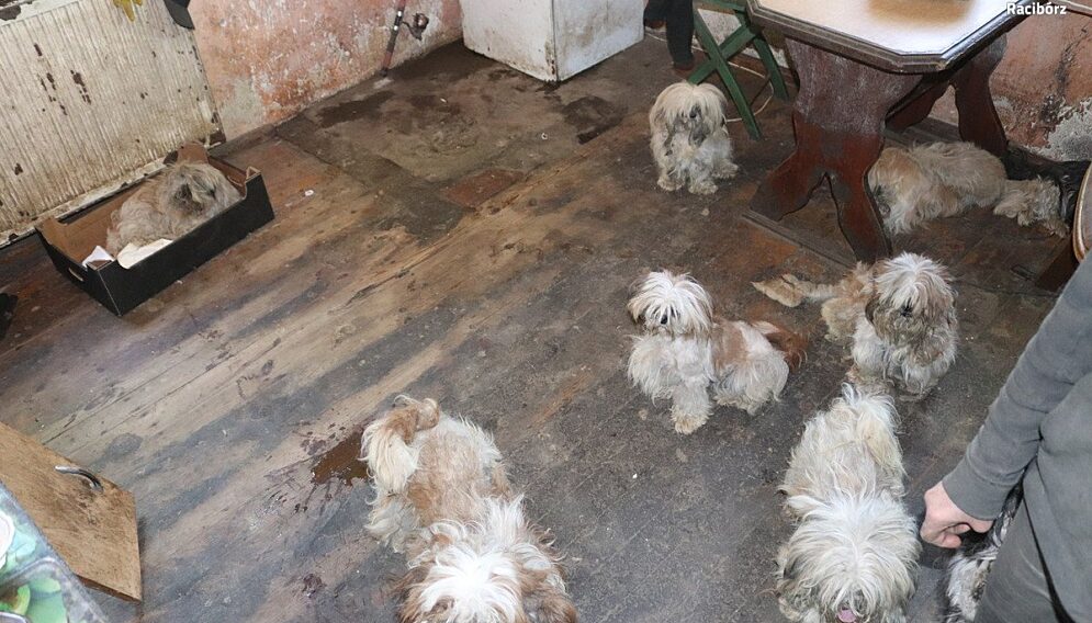 Znecanie sie nad psami