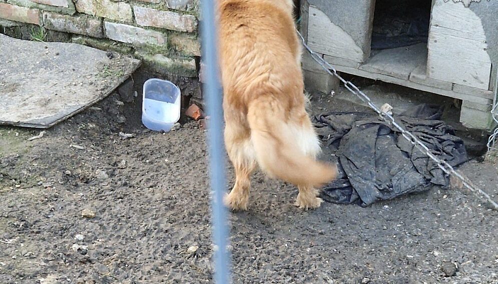 Znecanie sie nad zwierzetami kara