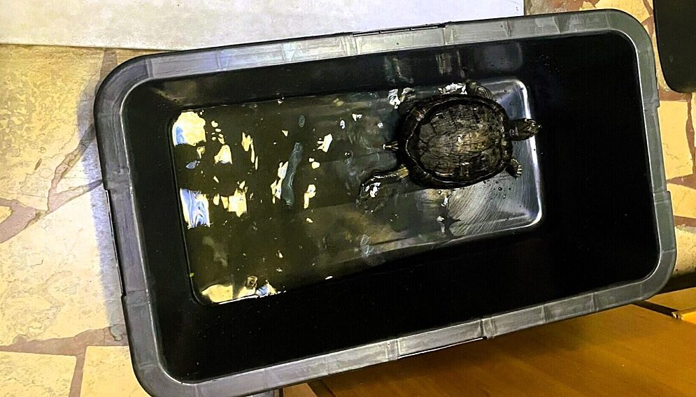 Zolw na ruchliwej ulicy