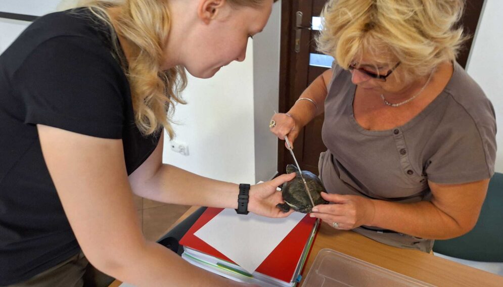 Zolwie blotne w siewierzu