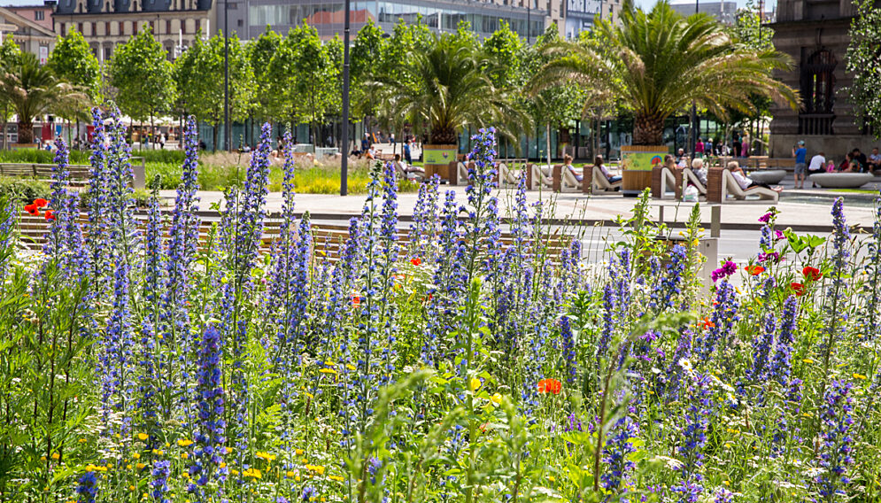 Łąka kwietna w Katowicach fot Sławomir Rybok