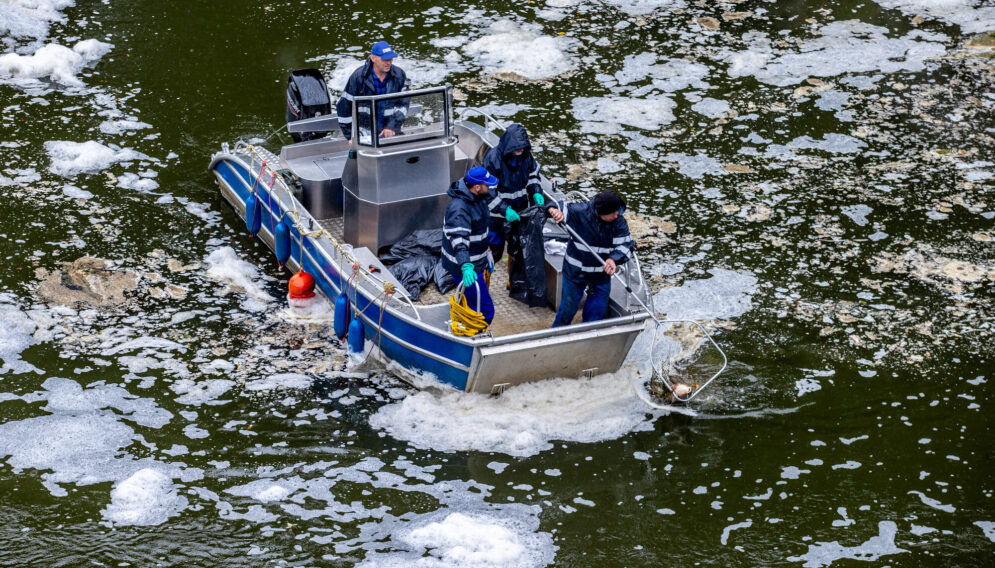 Śniete ryby dzierzno