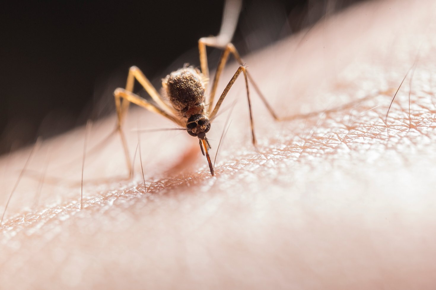 Abdomen animal bite 2382223