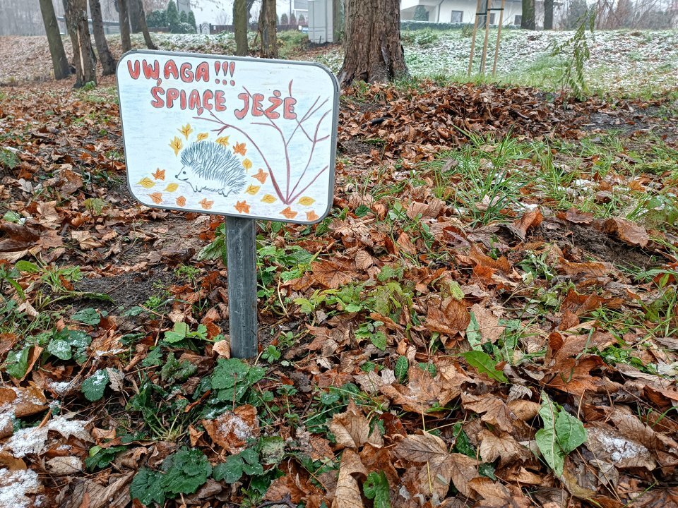 ochrona jeży w będzinie