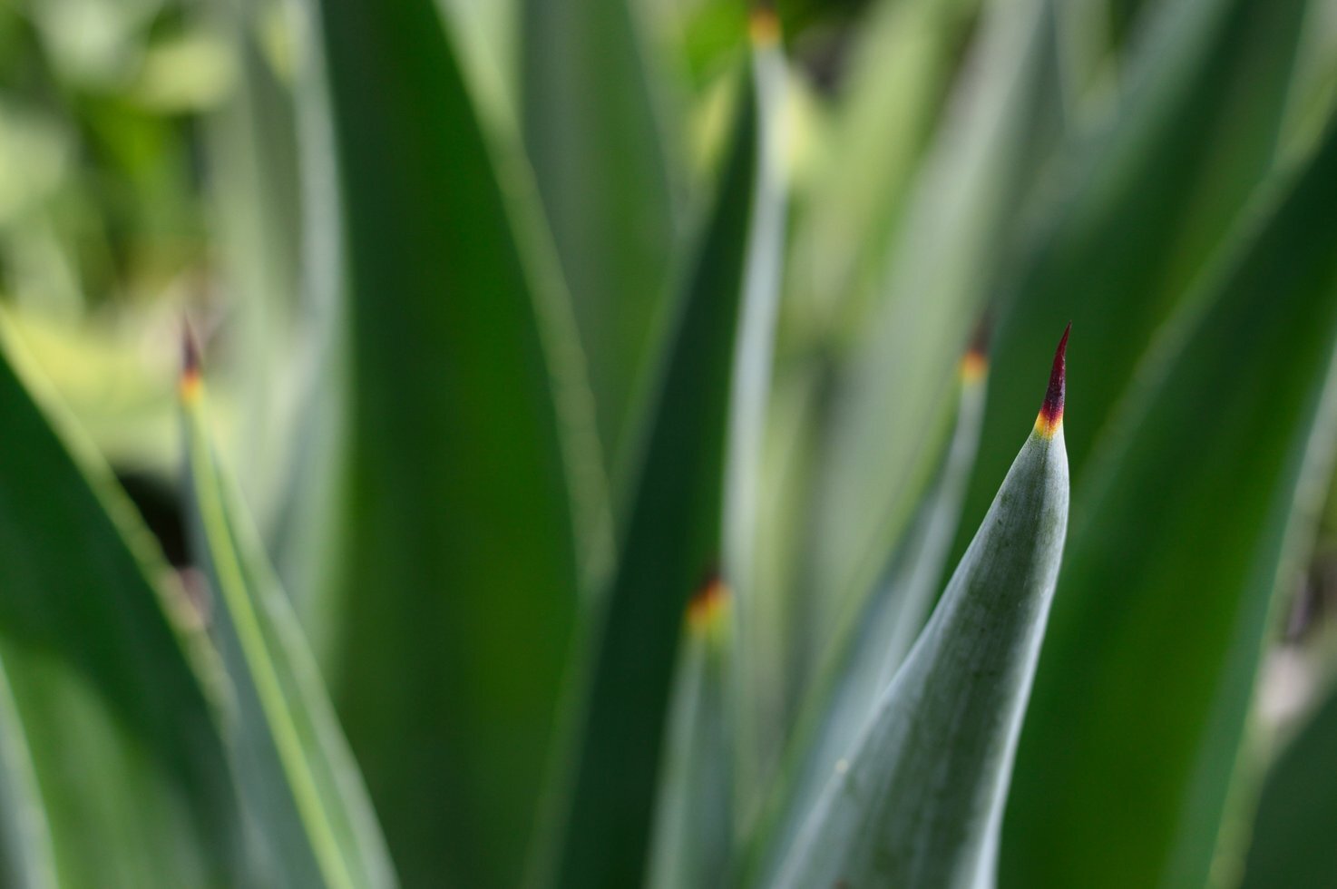 Agave aloe close up detail 579472