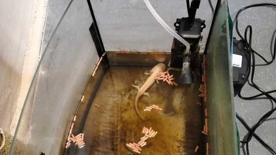 Aksolotl porzucony w mieszkaniu