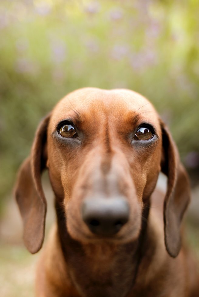 Animal animal photography animal portrait 2679612