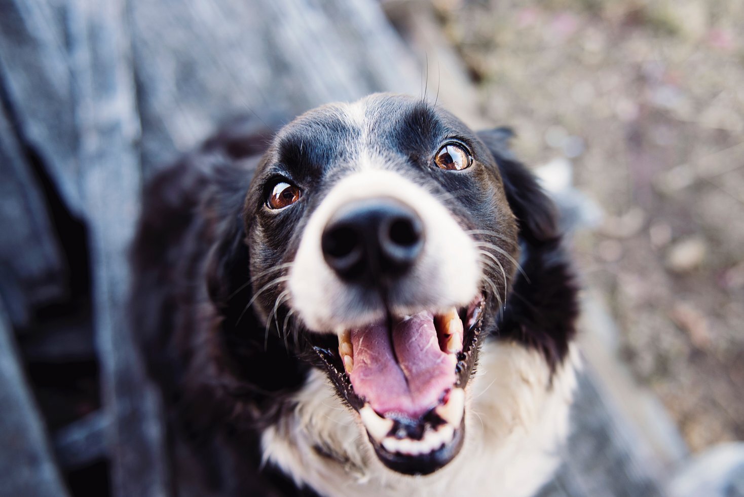 Animal blur canine close up 551628