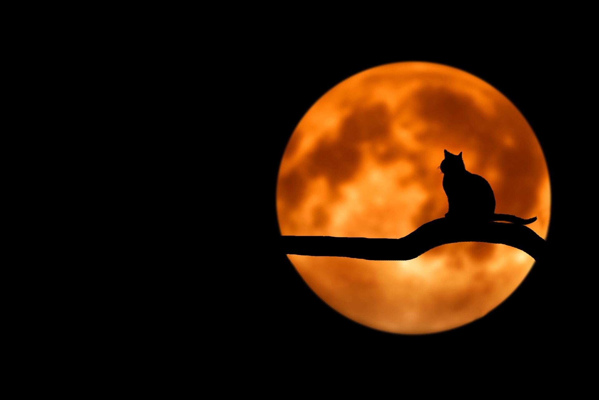 Animal branch cat 35888