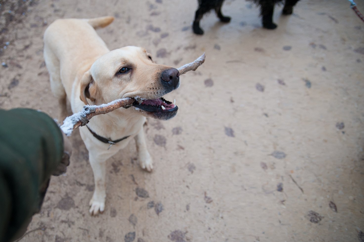 Animals canine close up dogs 101635