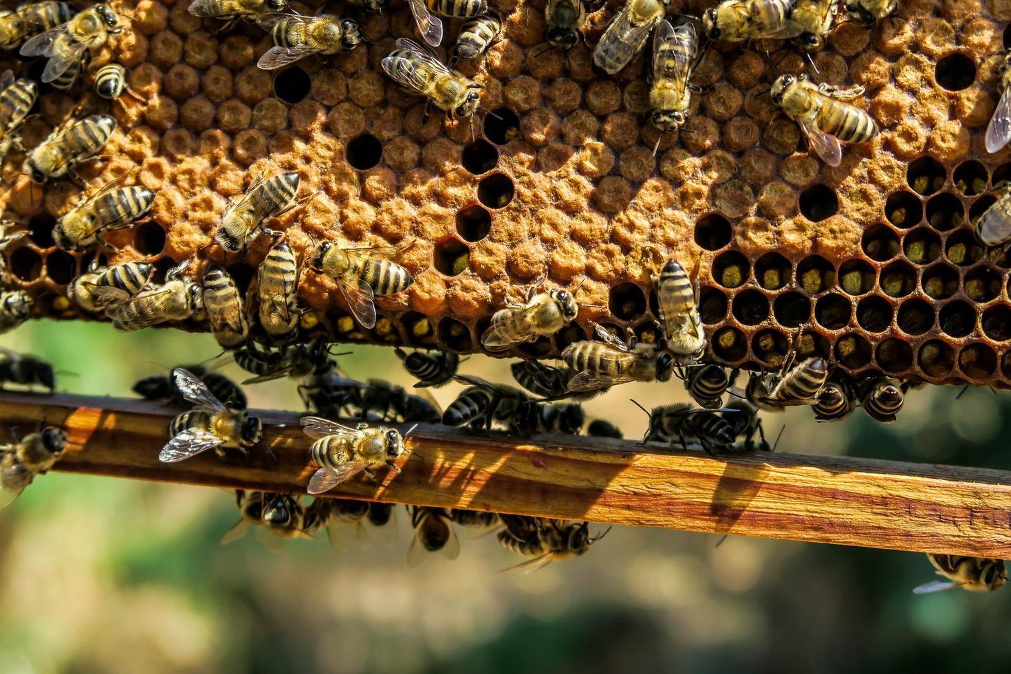Apiary g134bd603f 1920
