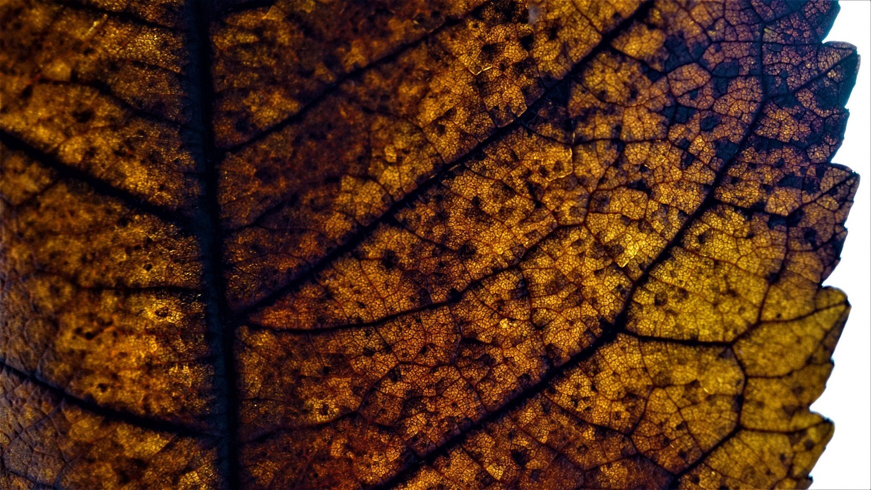 Autumn 4703915 1920