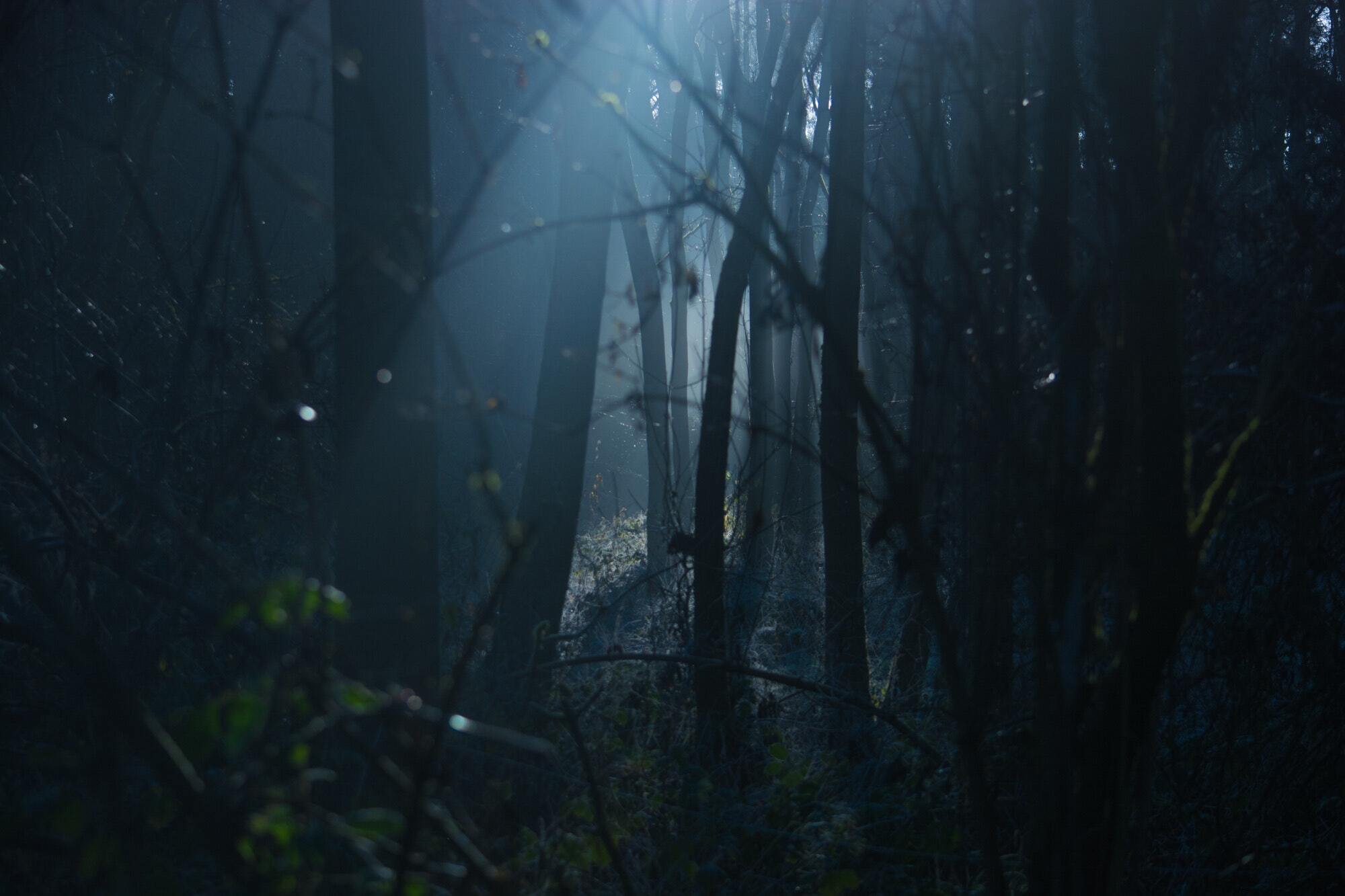 Backlit creepy dark 289367