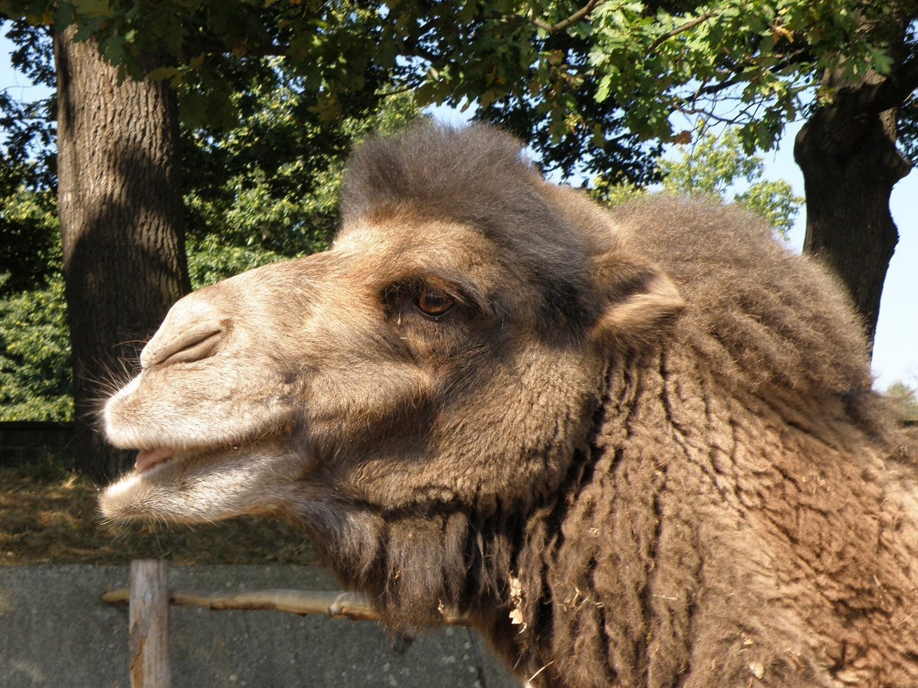 Bactrian camel 591286 1920
