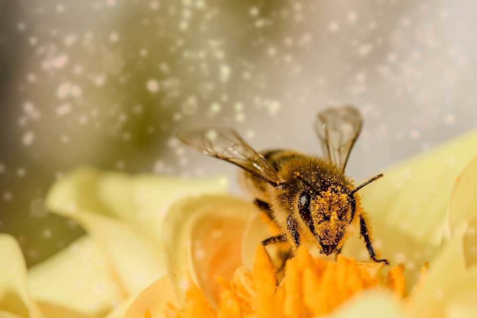 Bee 1726659 960 720