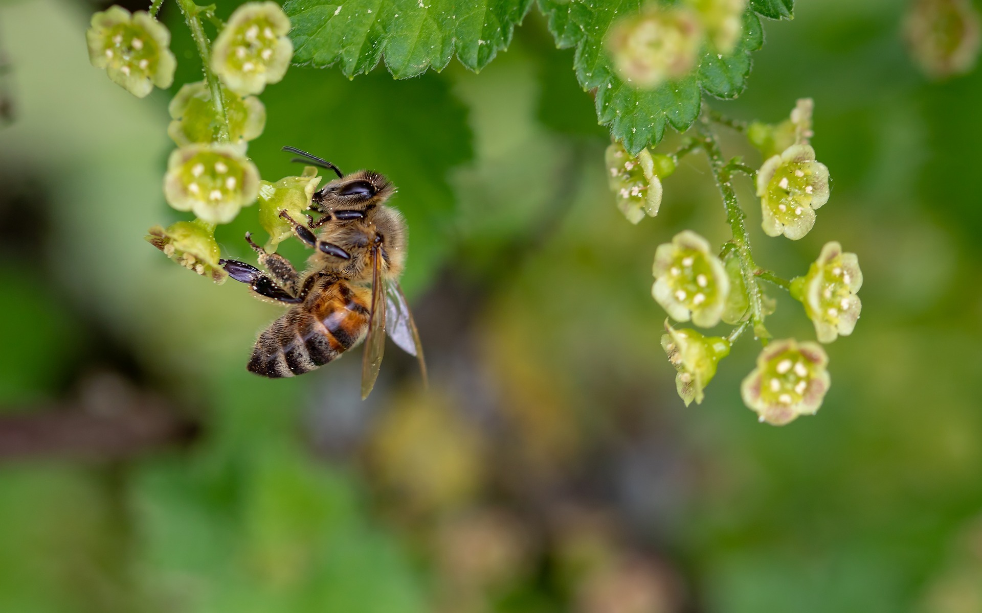 Bee 3360682 1920