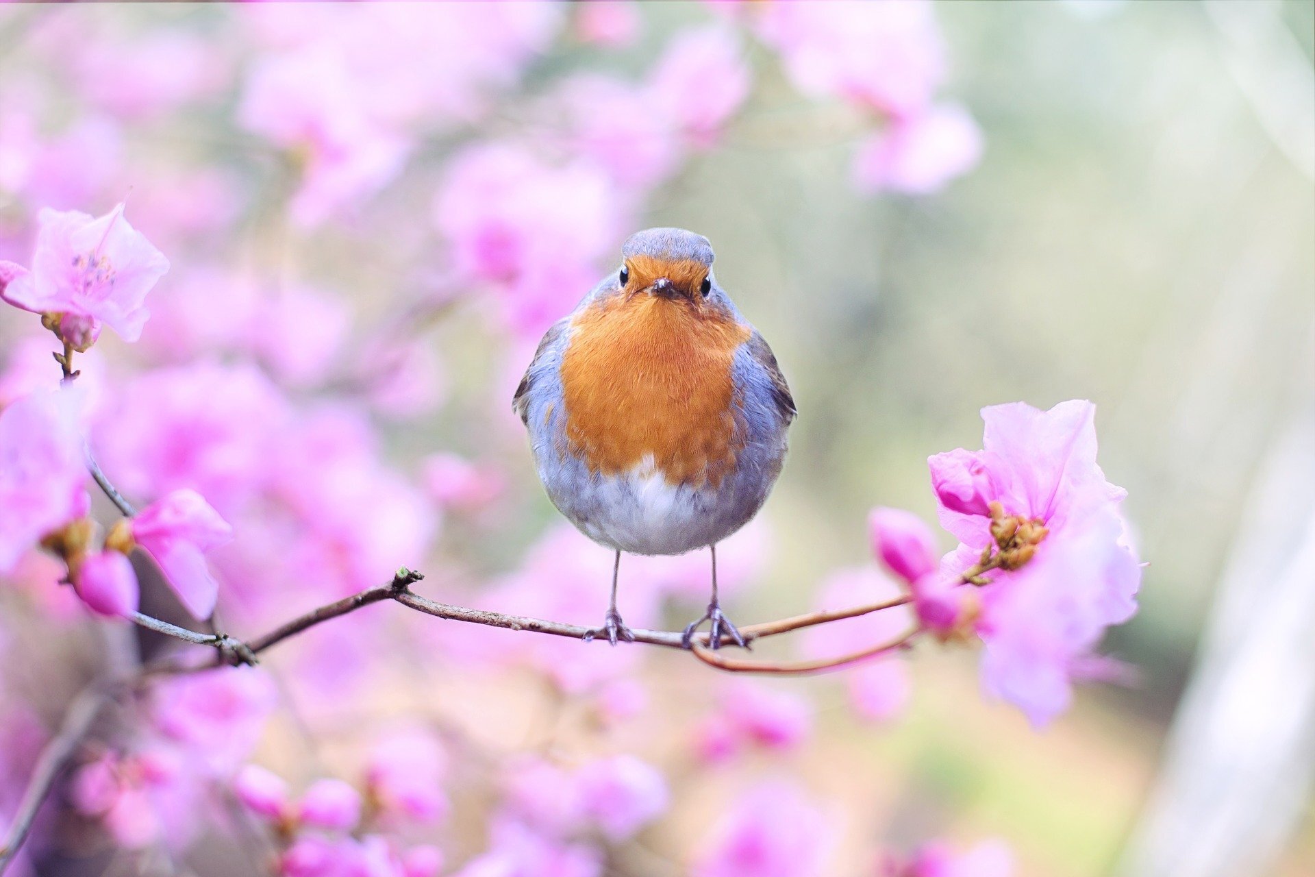 Bird 2295436 1920