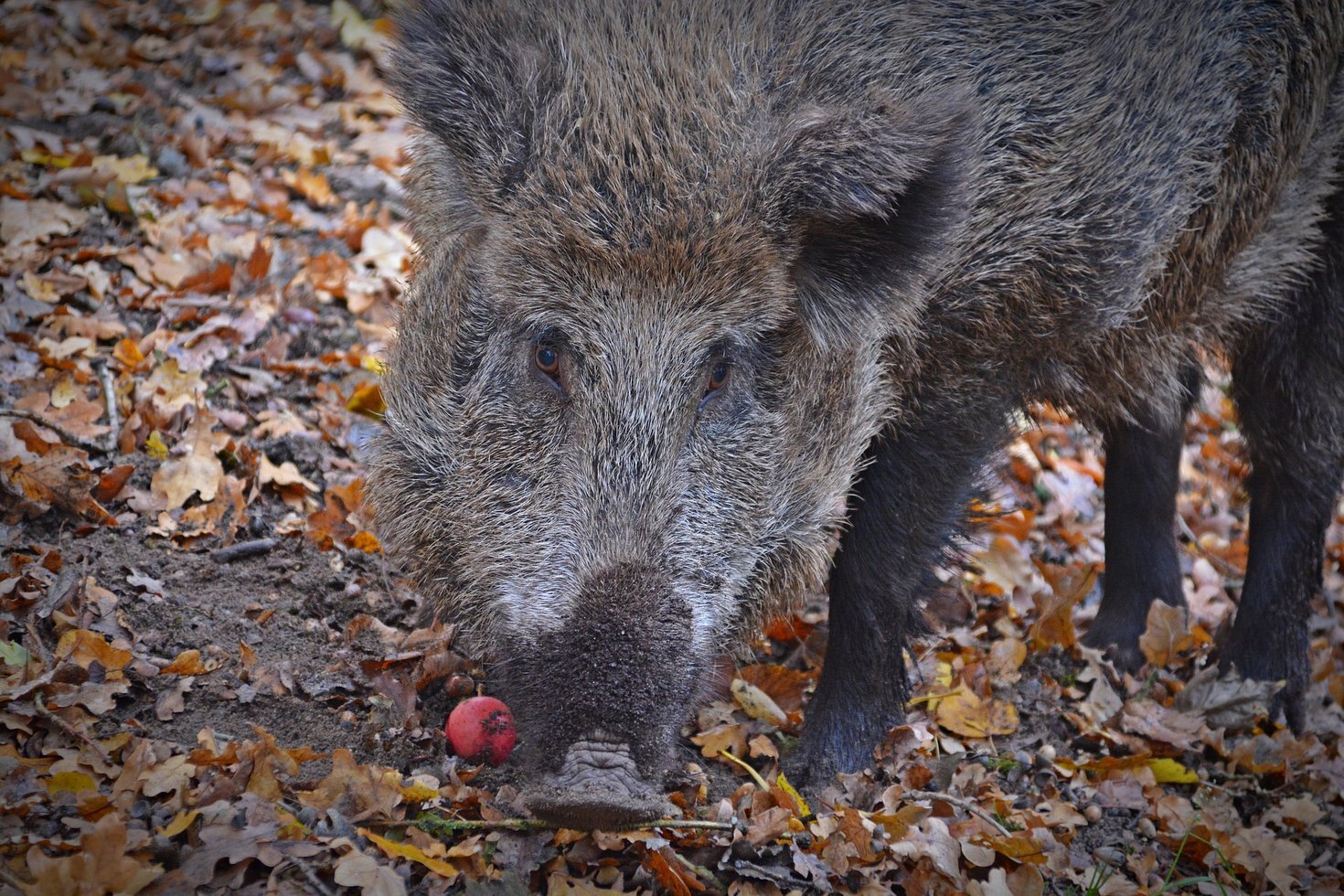 Boar 3852049 1920
