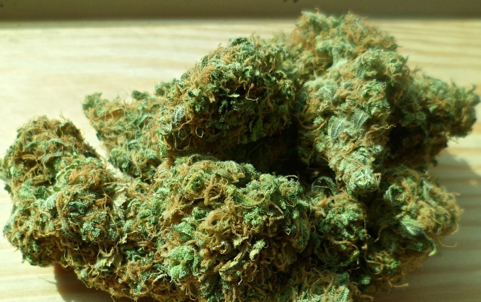Cannabis 448661 1920