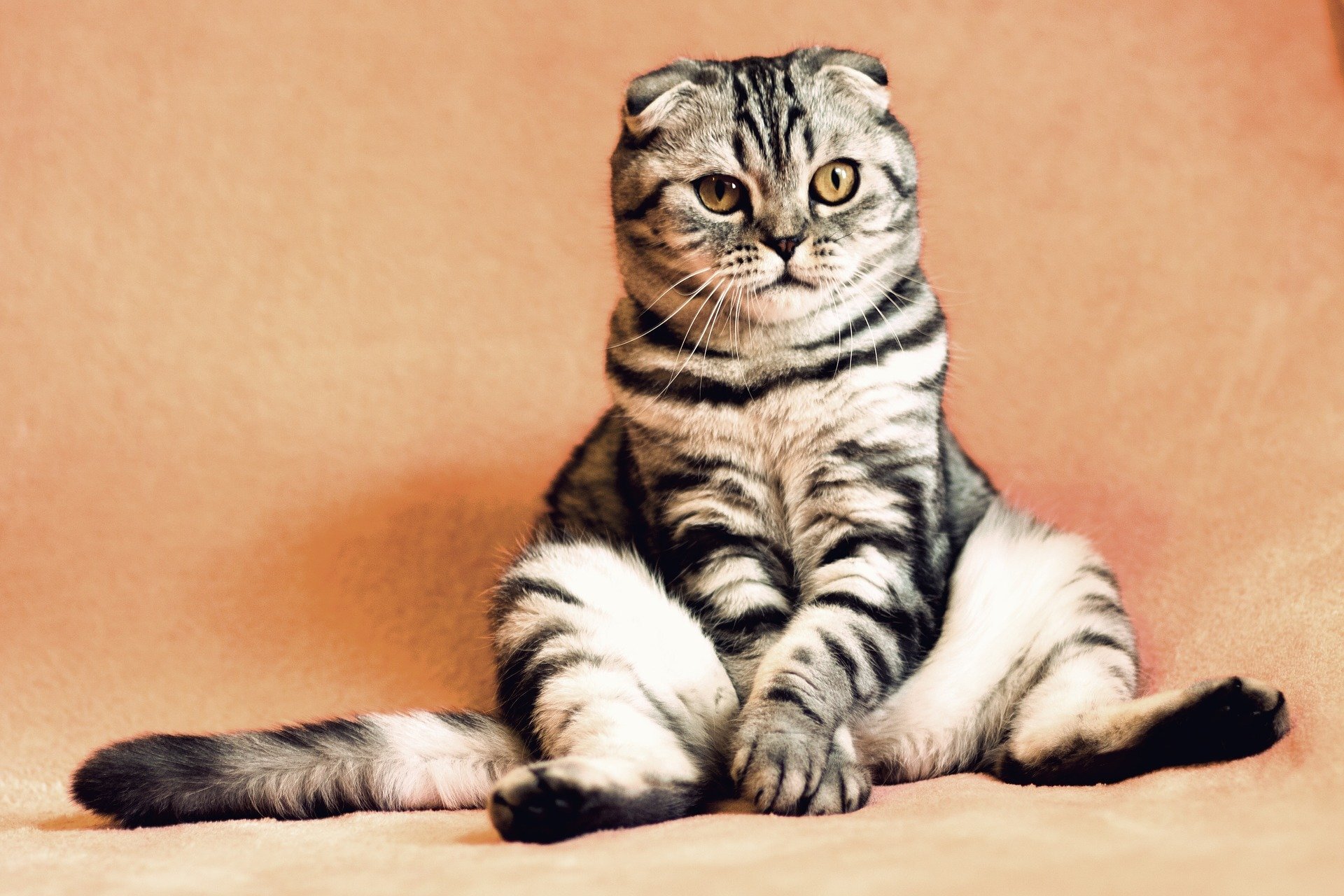 Cat 2934720 1920