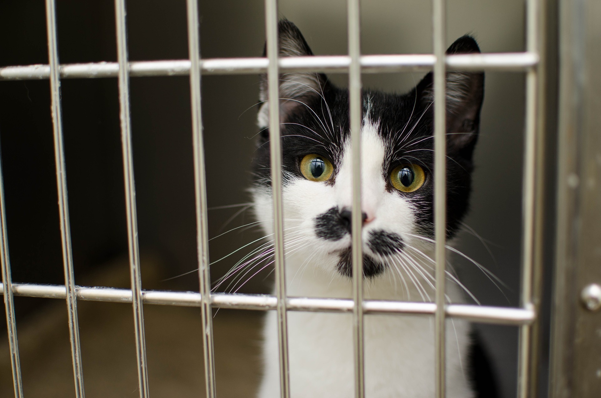 Cat g0558a1e69 1920