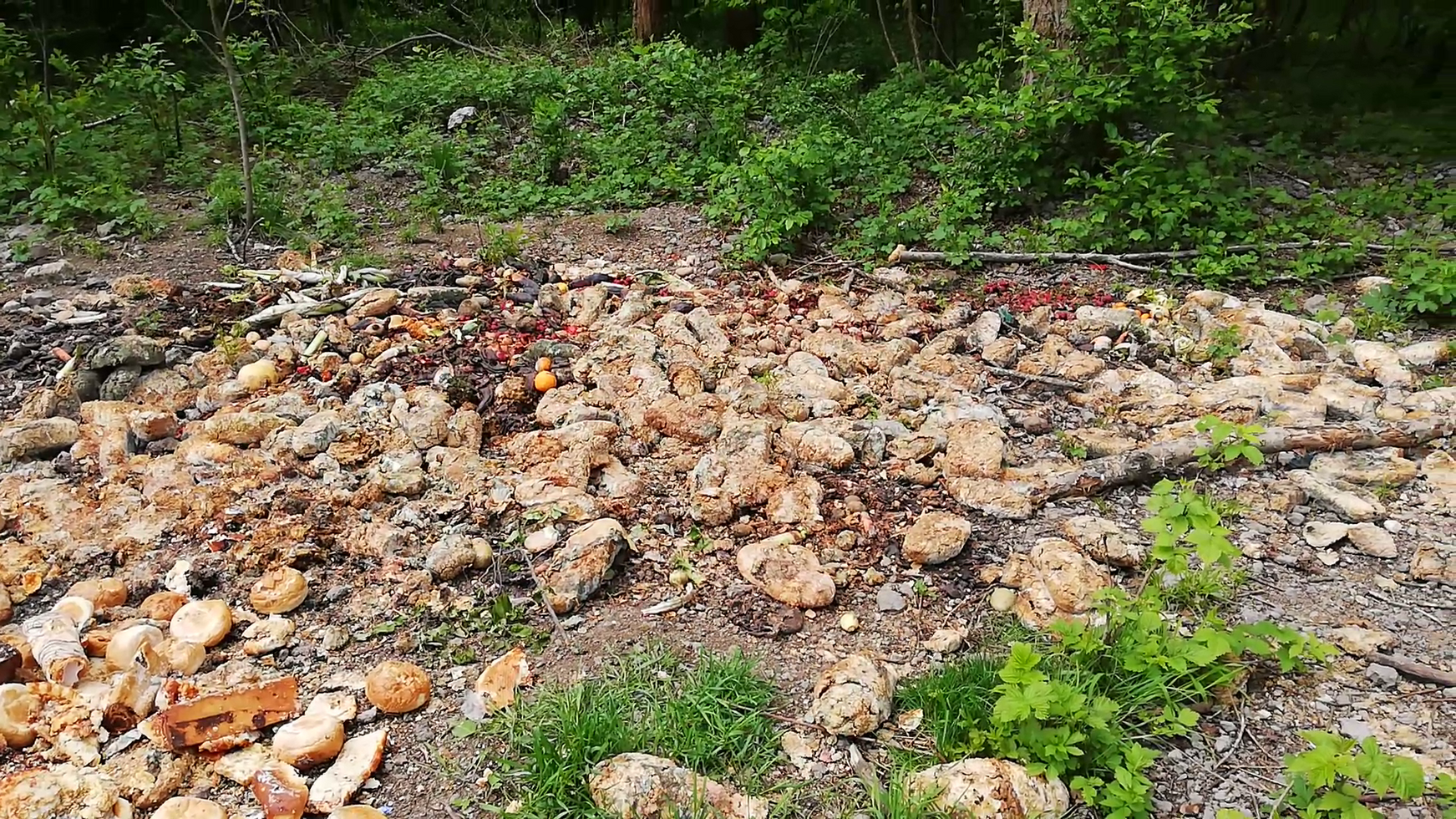 Chleb wysypisko 003