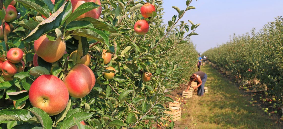 Cover praca rolnictwo 1140x520